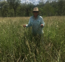 Climate forecasts and pasture monitoring inform stocking decisions in Central Queensland